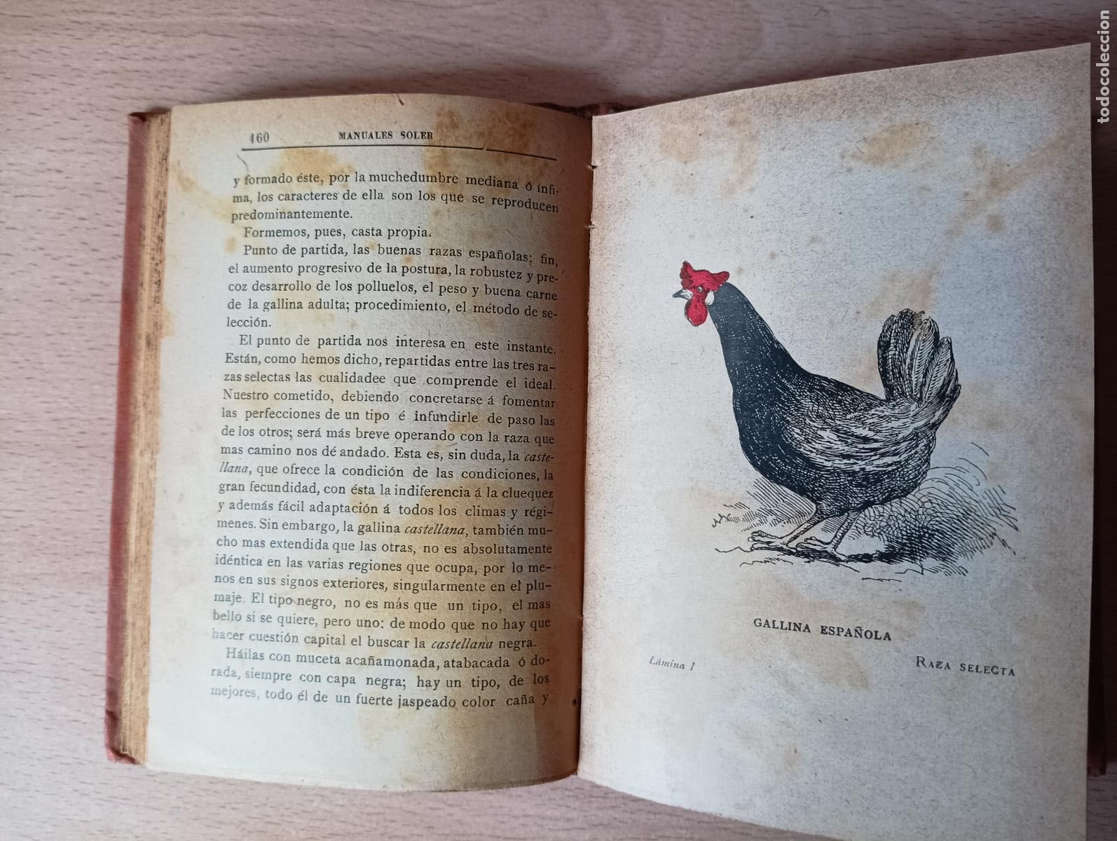 Libros antiguos: Gallinero pr&aacute;ctico. C. de Torres - Foto 2