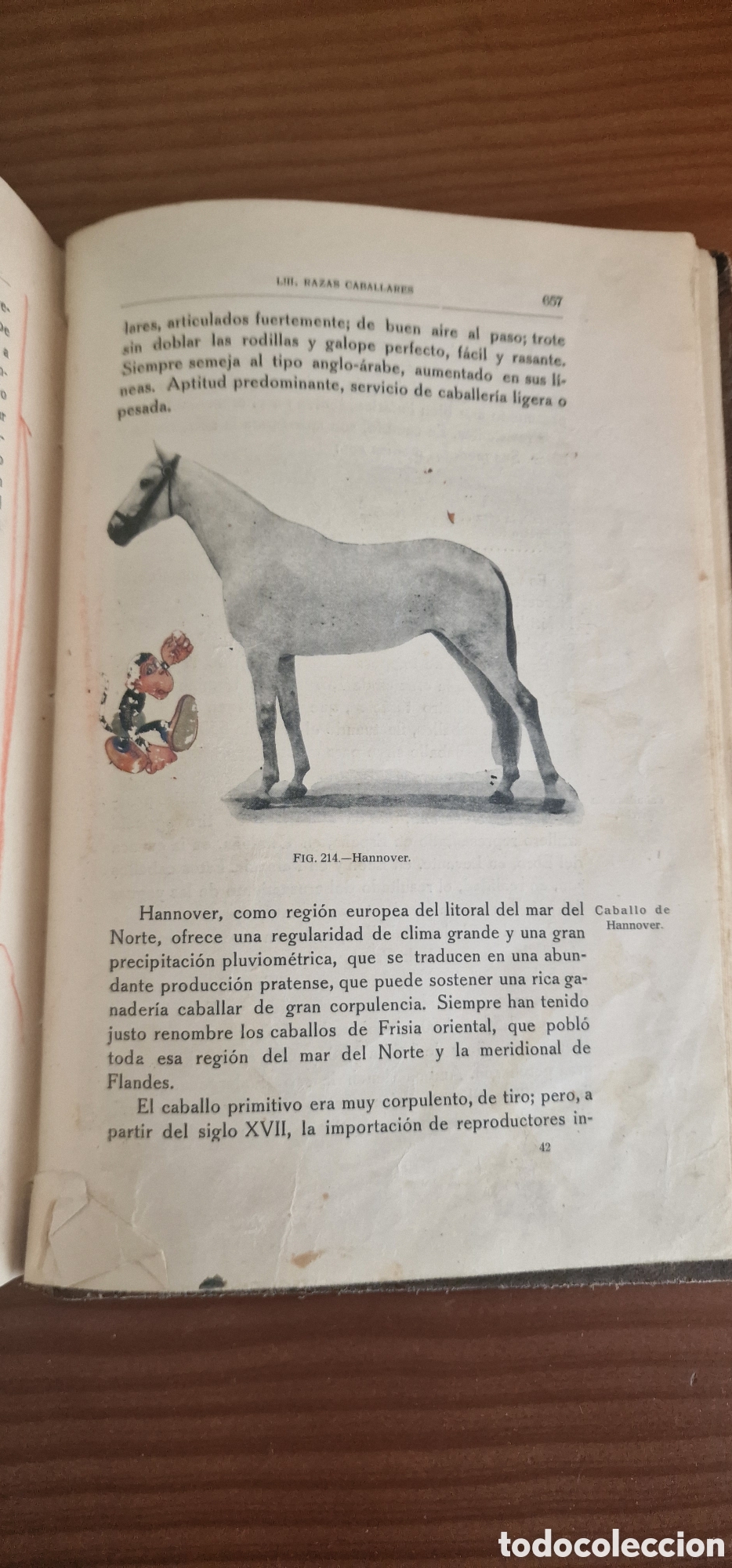Libros antiguos: Ganader&iacute;a - D. Jos&eacute; M&ordf; de Soroa y Pineda - Foto 13