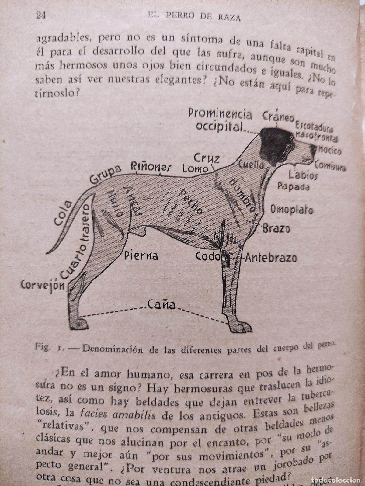 Libros antiguos: EL PERRO DE RAZA - DR. R. BOMMIER - 1935 - Foto 3