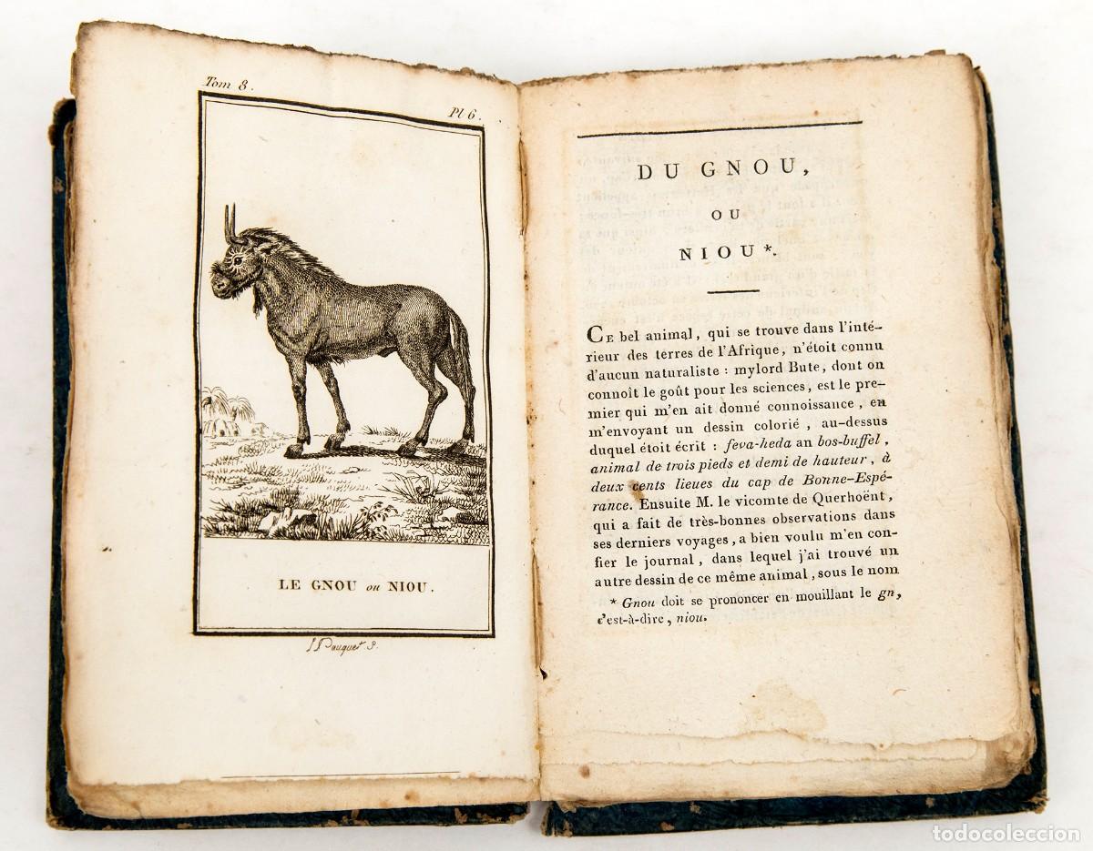 Libros antiguos: BUFFON - CUADR&Uacute;PEDOS - Foto 5