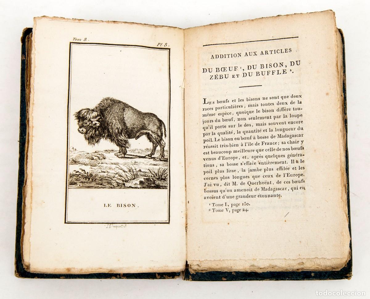 Libros antiguos: BUFFON - CUADR&Uacute;PEDOS - Foto 6