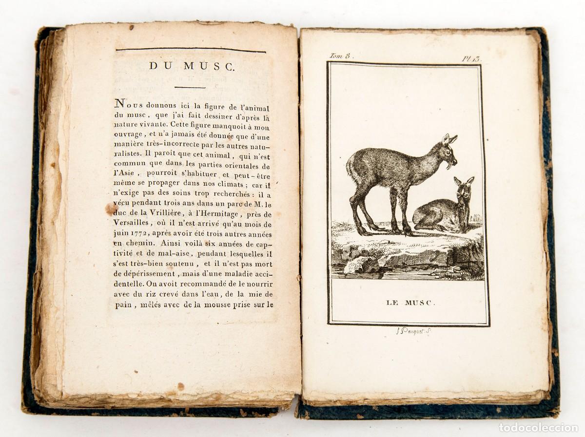 Libros antiguos: BUFFON - CUADR&Uacute;PEDOS - Foto 8