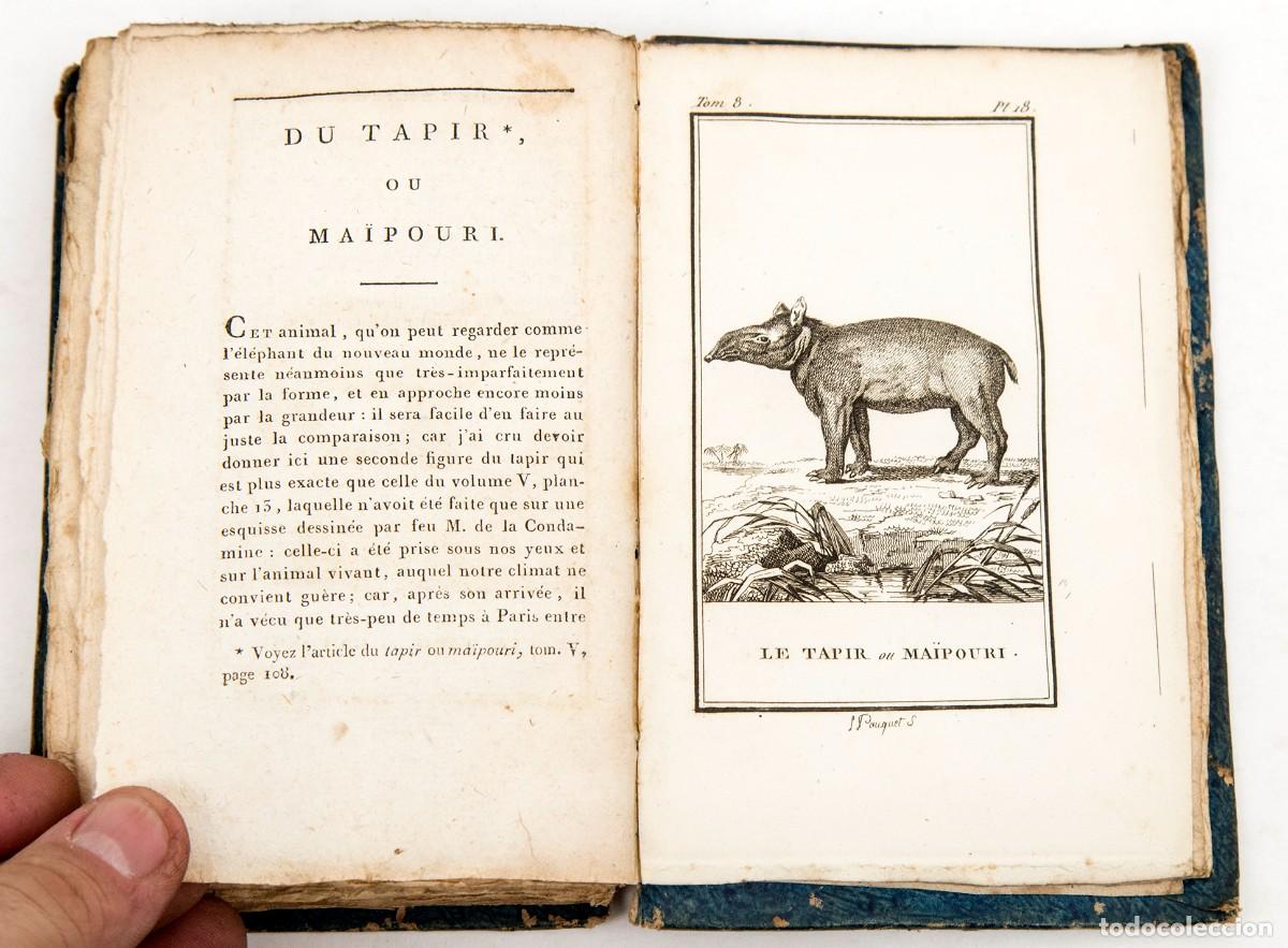 Libros antiguos: BUFFON - CUADR&Uacute;PEDOS - Foto 9