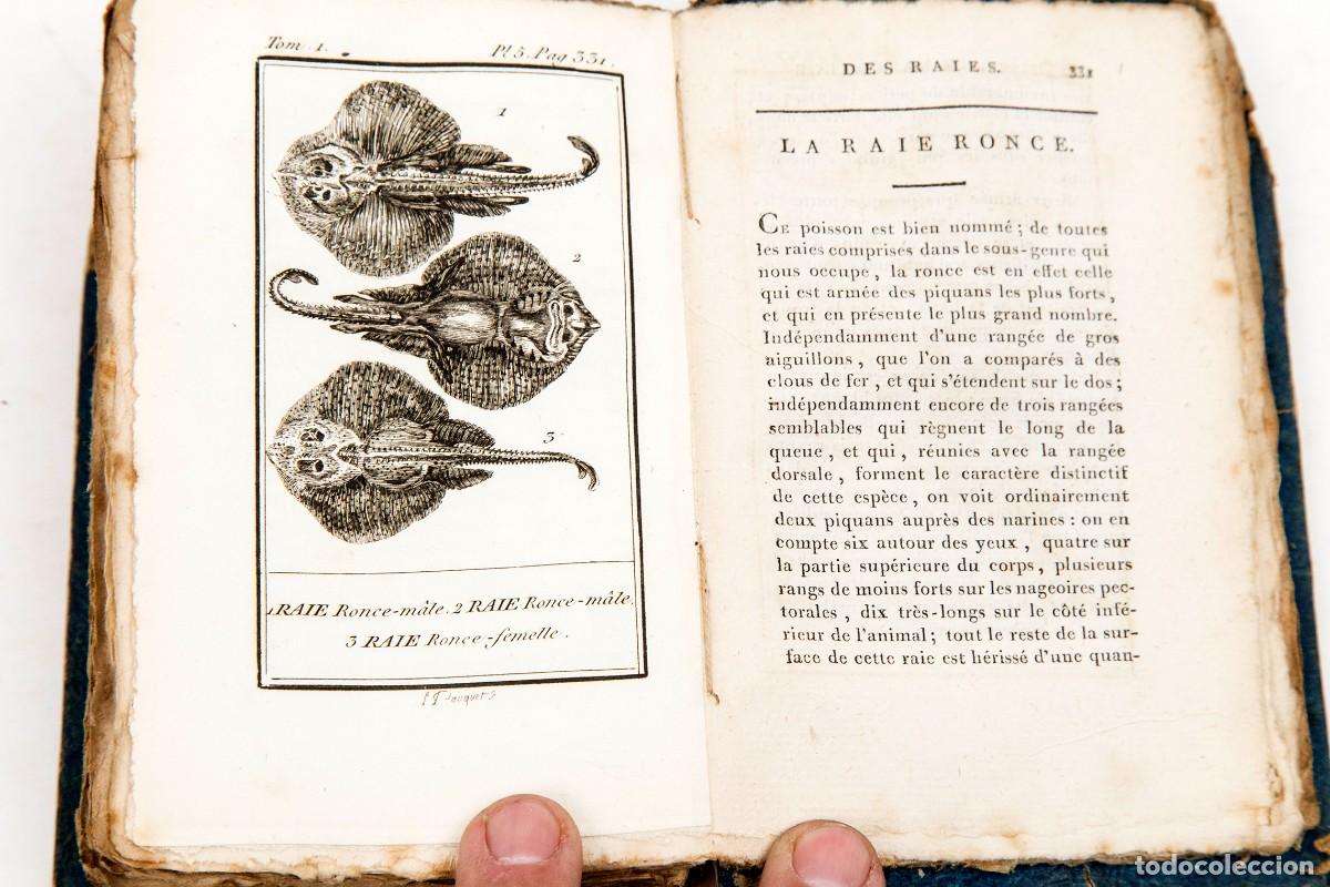 Libros antiguos: LACEPEDE - POISSON - PECES - BUFFON - Foto 1