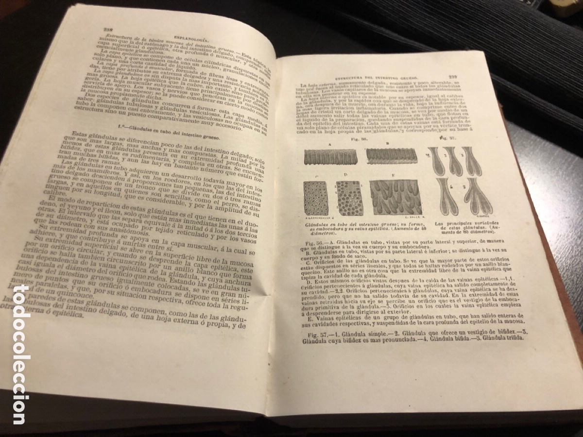 Libros antiguos: Tratado de anatomia descriptiva Sappey Tomo cuarto 1874 - Foto 6