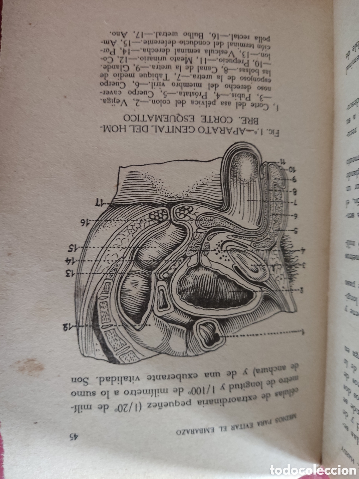 Libros antiguos: Medios para evitar el embarazo a&ntilde;o 1932 - Foto 6