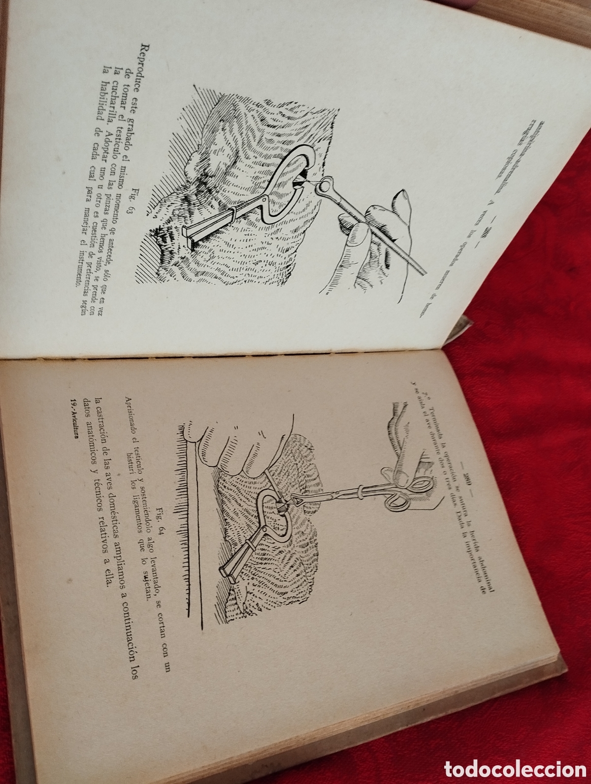 Libros antiguos: Libro Cria de Gallinas 1930. - Foto 10