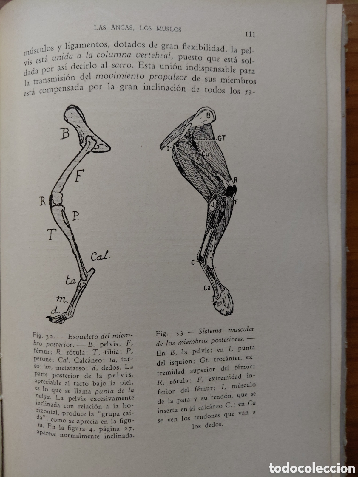 Libros antiguos: El perro de raza. Bommier. Primera edici&oacute;n 1935 - Foto 2