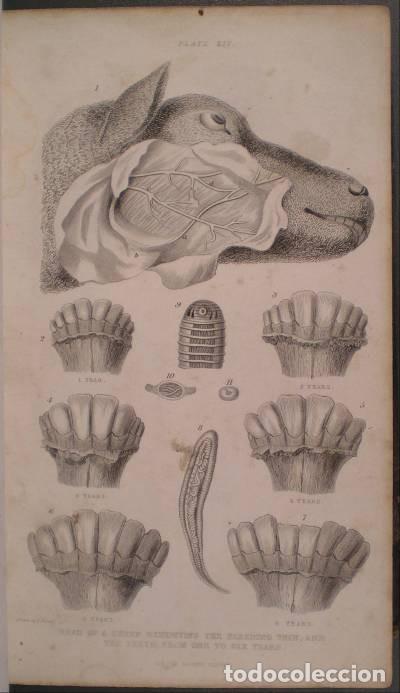 Libros antiguos: BROWN, Thomas: A MANUAL OF MODERN FARRIERY - Foto 2