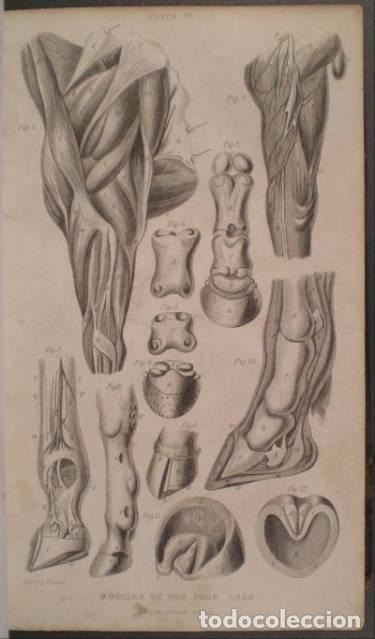 Libros antiguos: BROWN, Thomas: A MANUAL OF MODERN FARRIERY - Foto 6