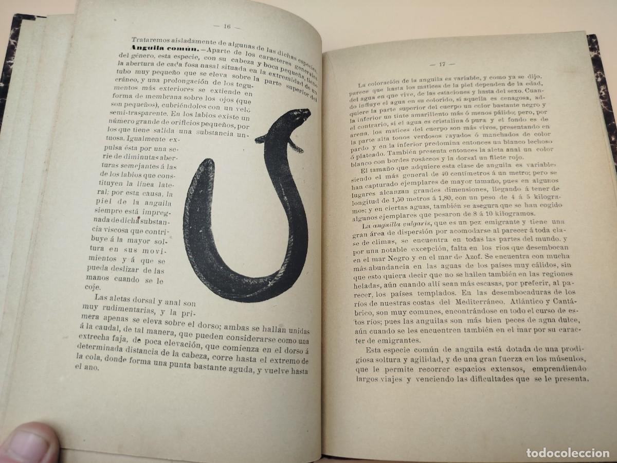 Libros antiguos: ANGUILAS Y ANGULAS ANGEL PARDO RARISIMO - Foto 6