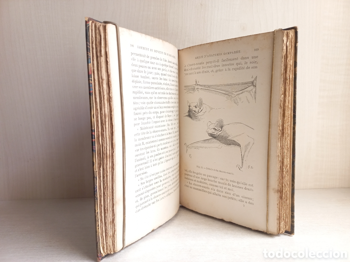 Libros antiguos: Comment on Devient un Dessinateur. Viollet-le-Duc. Hetzel et Cie Editeurs. - Foto 7