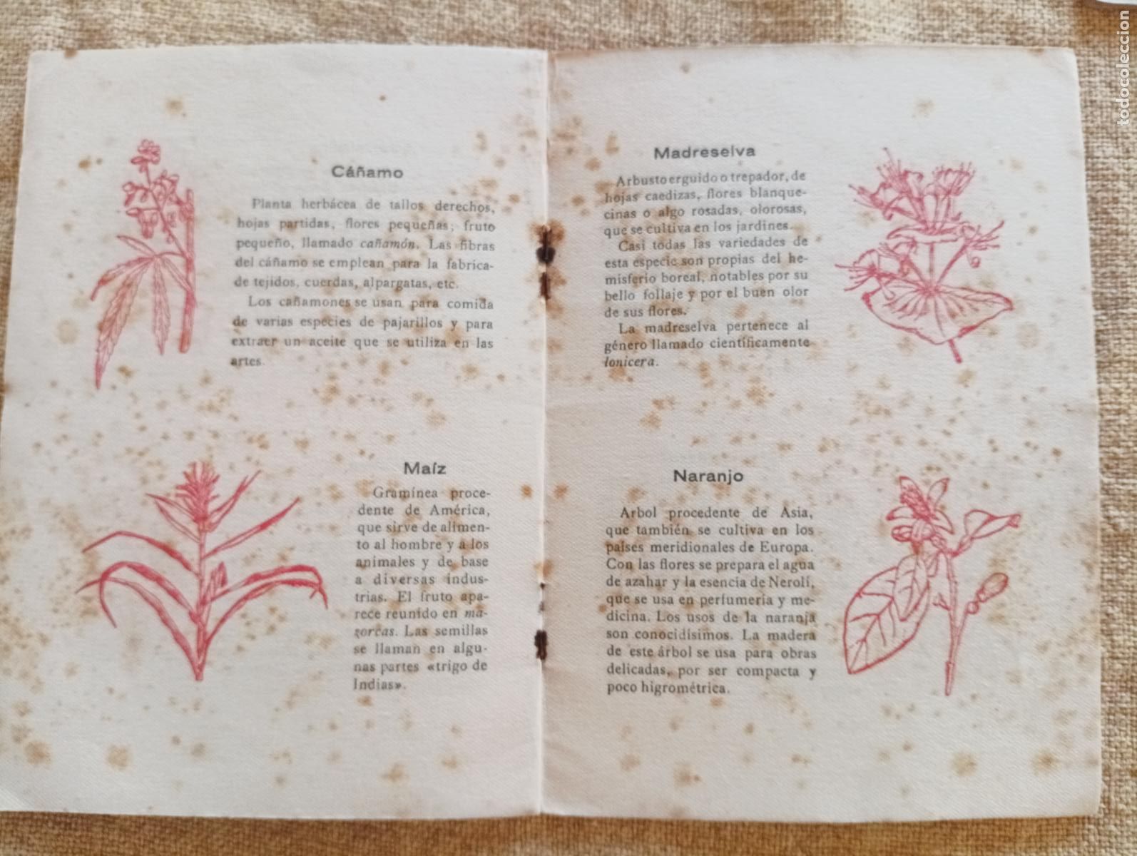 Libros antiguos: Colecci&oacute;n de plantas. Pasatiempos. - Foto 2