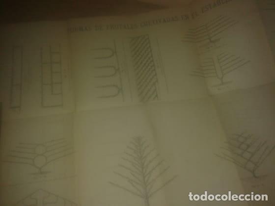 Livres anciens: s.a. - FORMAS DE FRUTALES CULTIVADAS EN EL ESTABLECIMIENTO (Grabado para enmarcar)