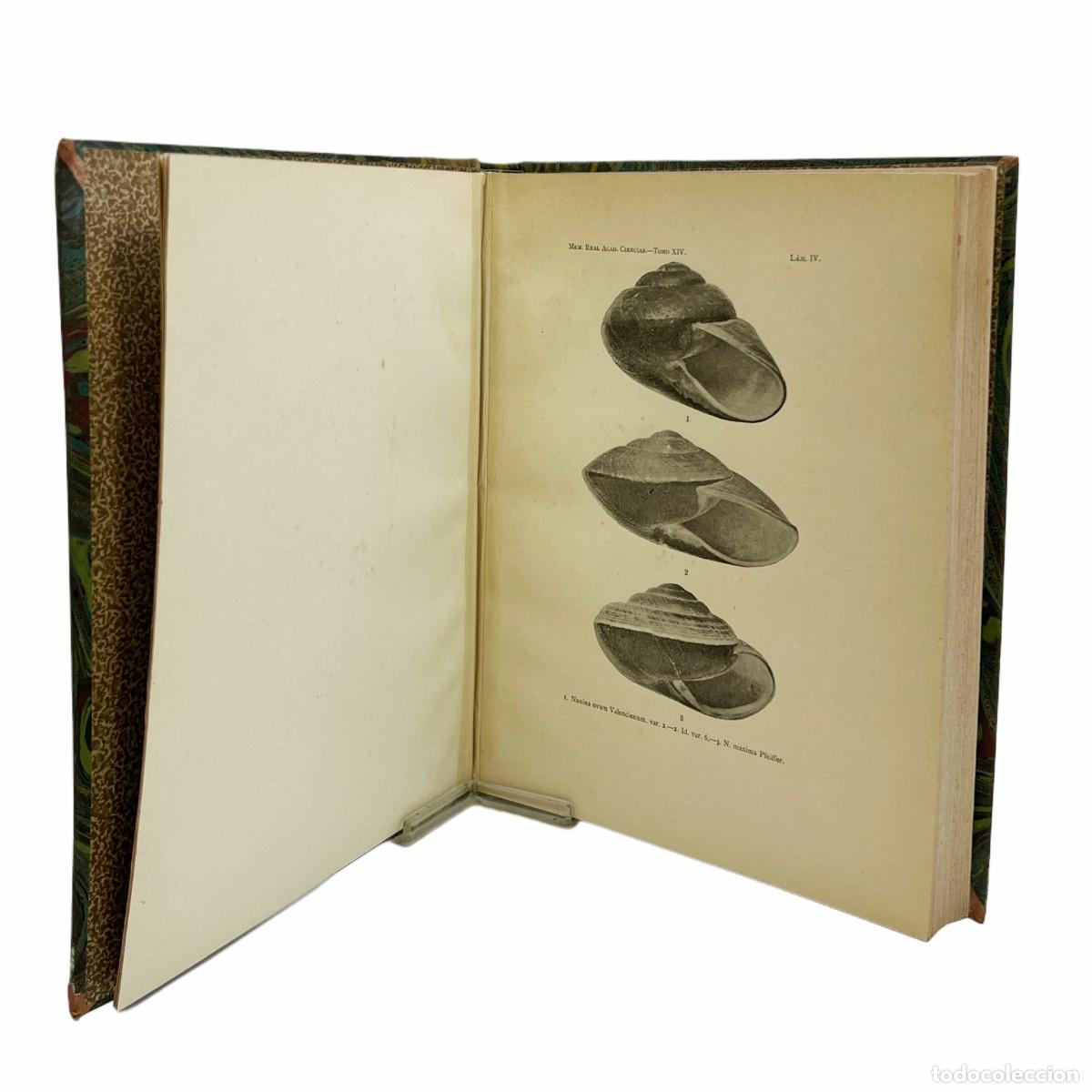 Libros antiguos: OBRAS MALACOL&Oacute;GICAS DE LAS ISLAS FILIPINAS - Foto 6