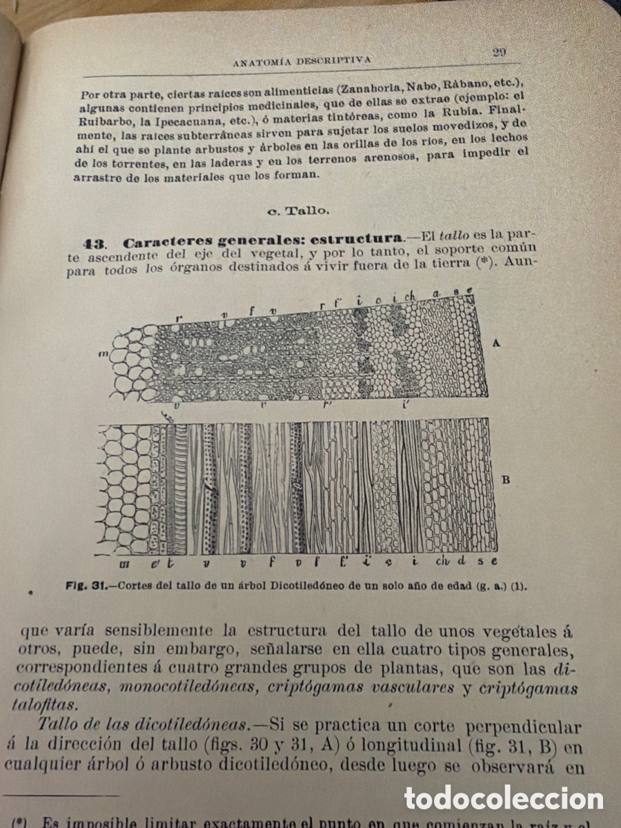 Libros antiguos: Historia natural E. Ribera - Foto 3