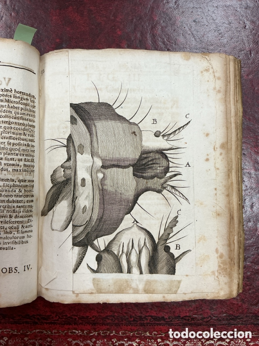 Libros antiguos: MICROGRAPHIA NOVA - 1687 - Foto 3