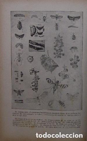 Libros antiguos: HERALDOS DEL PORVENIR - A&Ntilde;O 1919 - Foto 6