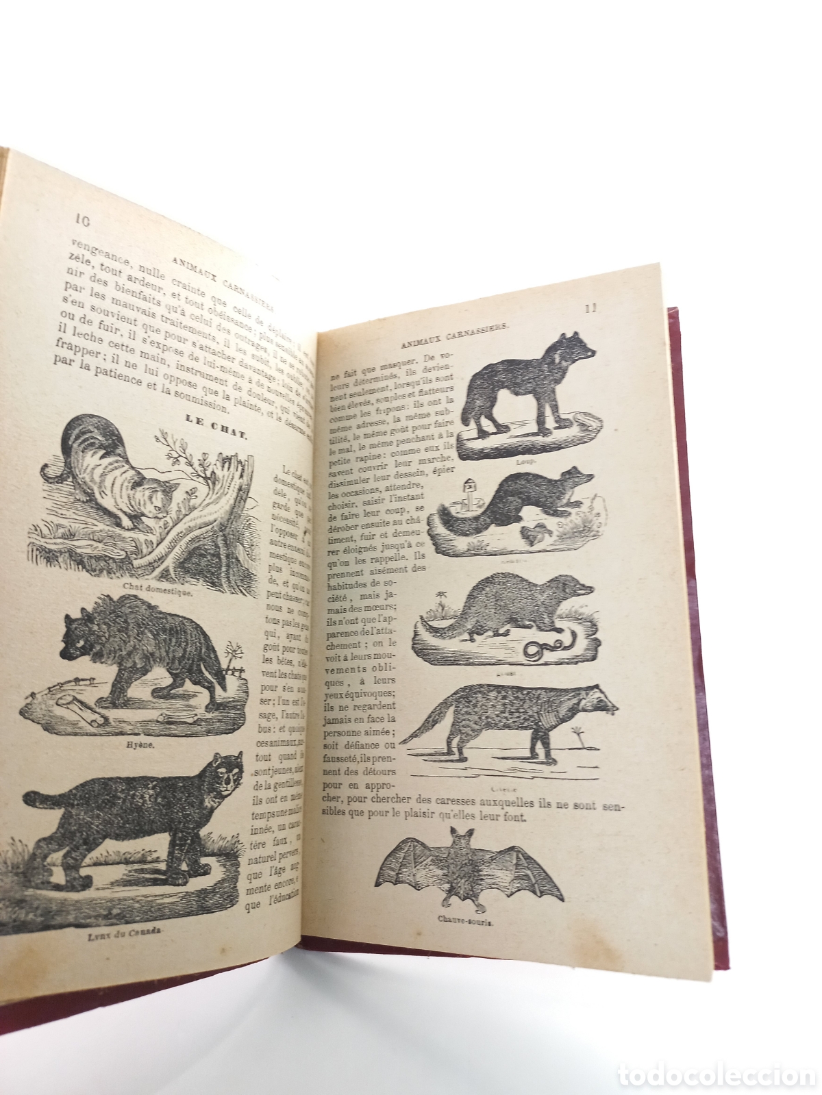 Libros antiguos: Le petit Buffon de la Jeunesse. Casterman Editeur. - Foto 5