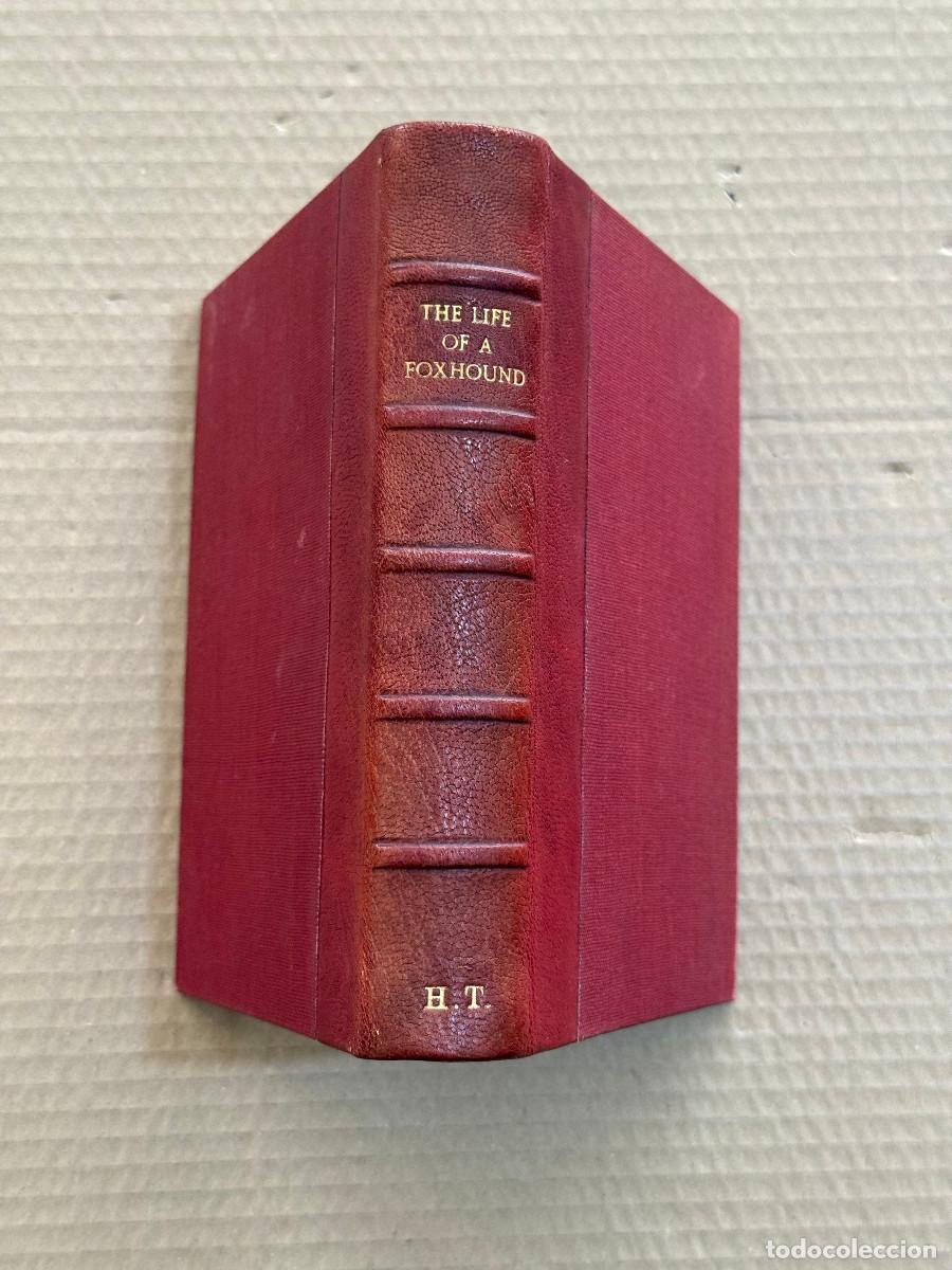 Libros antiguos: JOHN MILLS / LA VIDA DE UN ZORRO / CAZA
