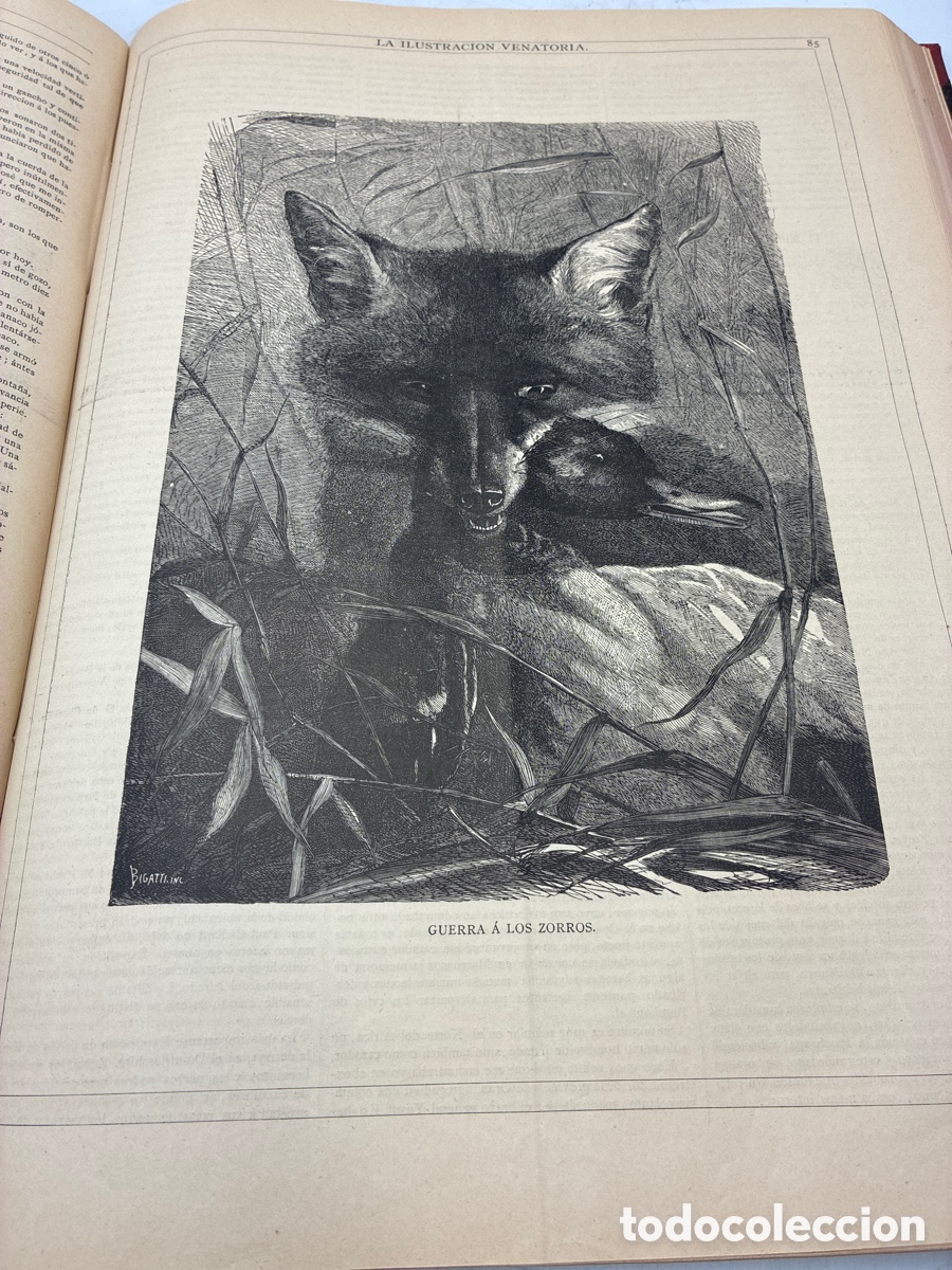 Libros antiguos: La Ilustraci&oacute;n Venatoria. A&ntilde;o 1883. - Foto 12