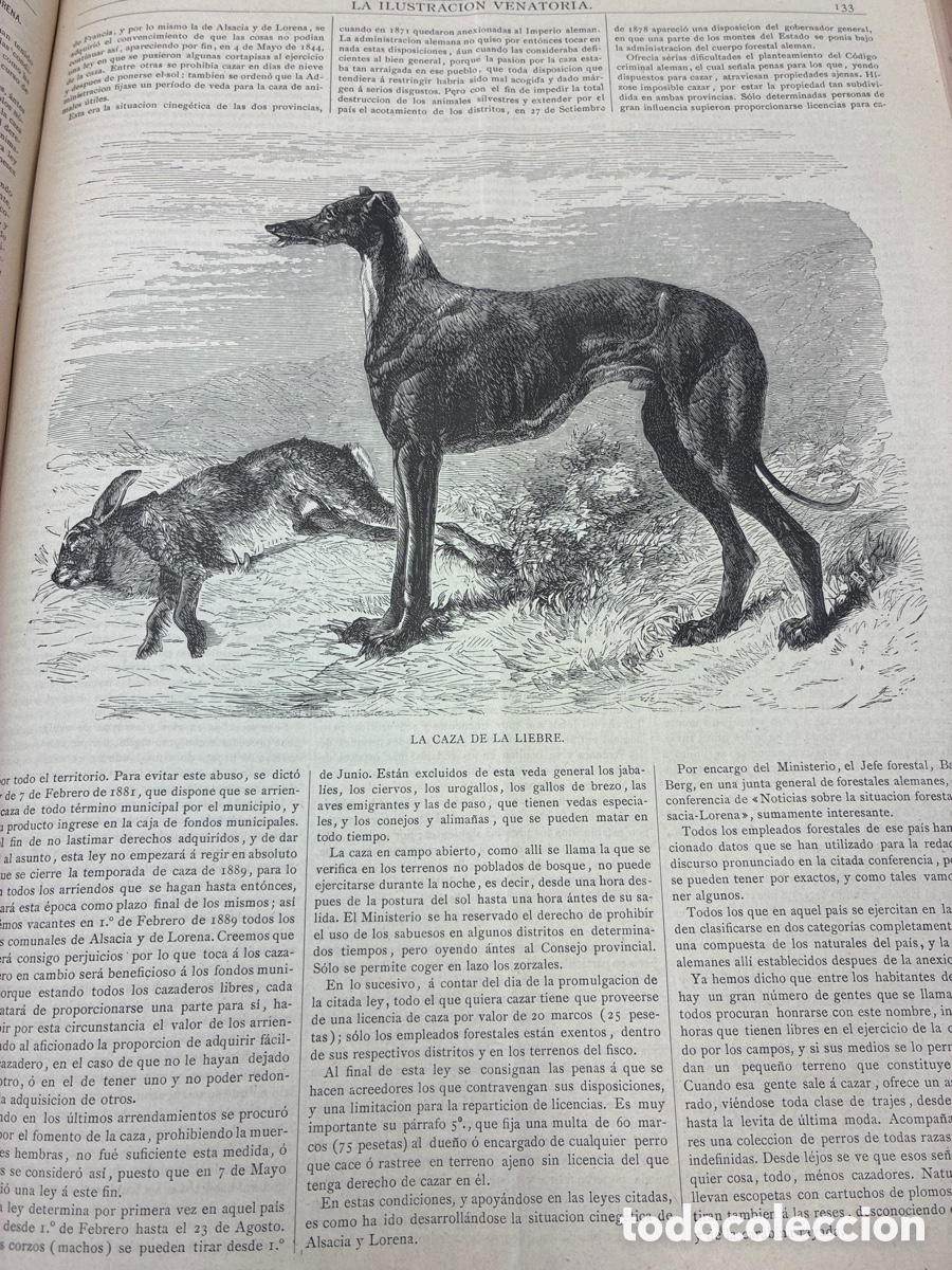 Libros antiguos: La Ilustraci&oacute;n Venatoria. A&ntilde;o 1883. - Foto 13