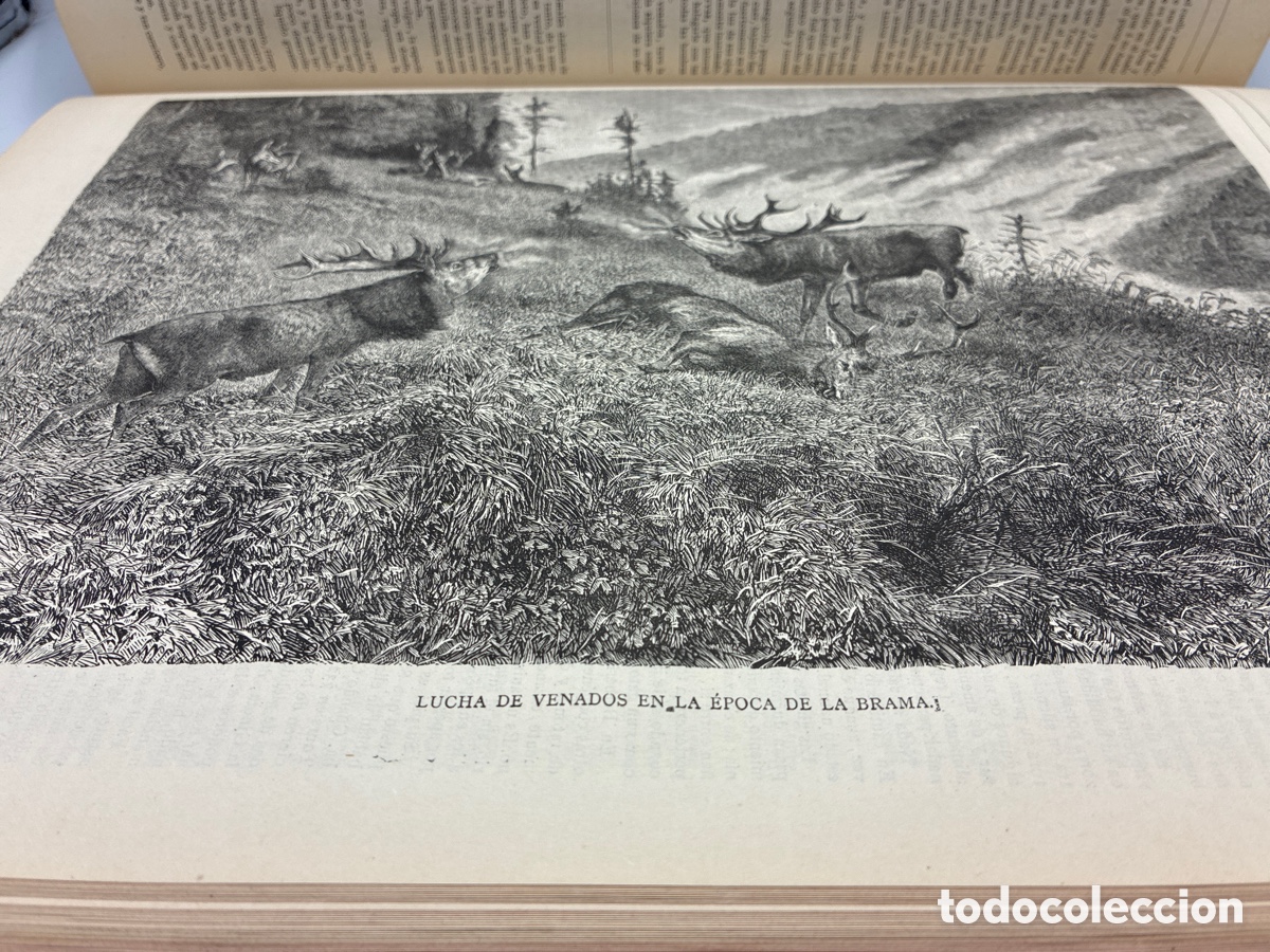 Libros antiguos: La Ilustraci&oacute;n Venatoria. A&ntilde;o 1883. - Foto 21