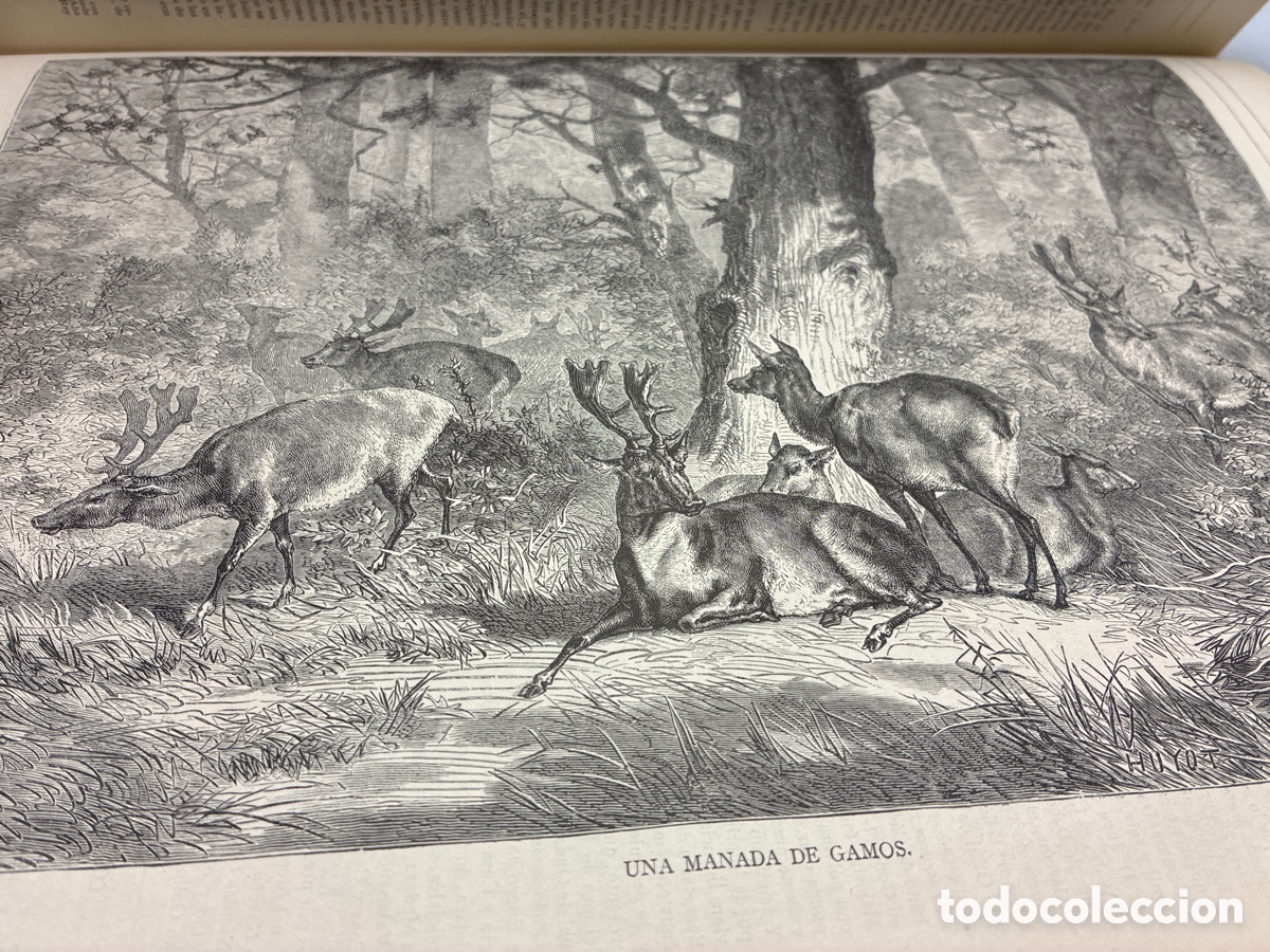 Libros antiguos: La Ilustraci&oacute;n Venatoria. A&ntilde;o 1883. - Foto 27