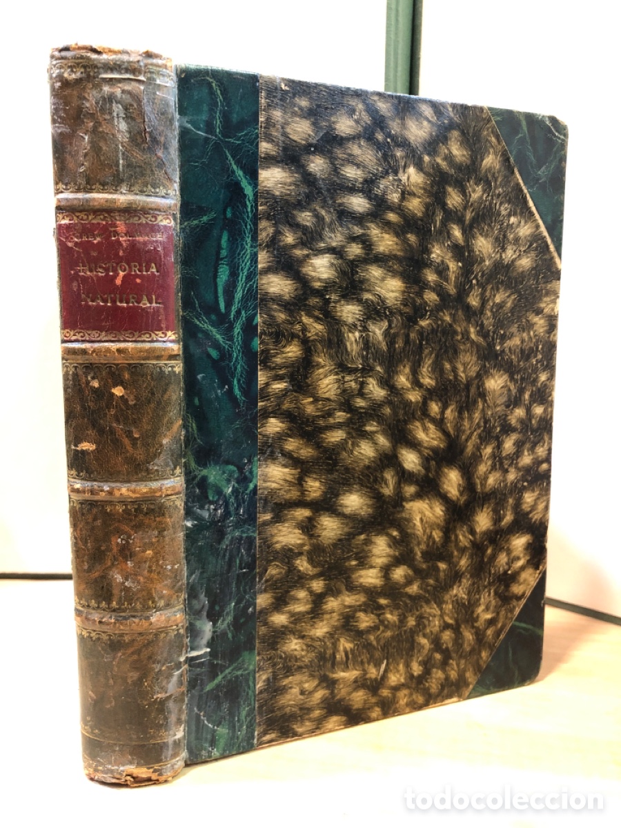 Antiquarische B&uuml;cher: Ealand, Scott Elliot, Grew, Dolmage - Historia Natural de la Creaci&oacute;n. Tomo II