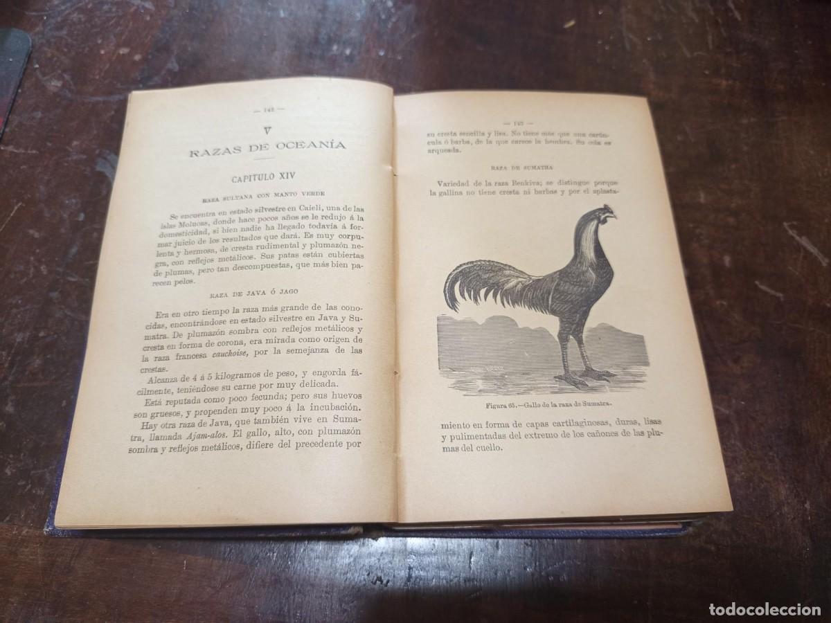 Libros antiguos: CRIA LUCRATIVA DE LAS GALLINAS - Foto 4