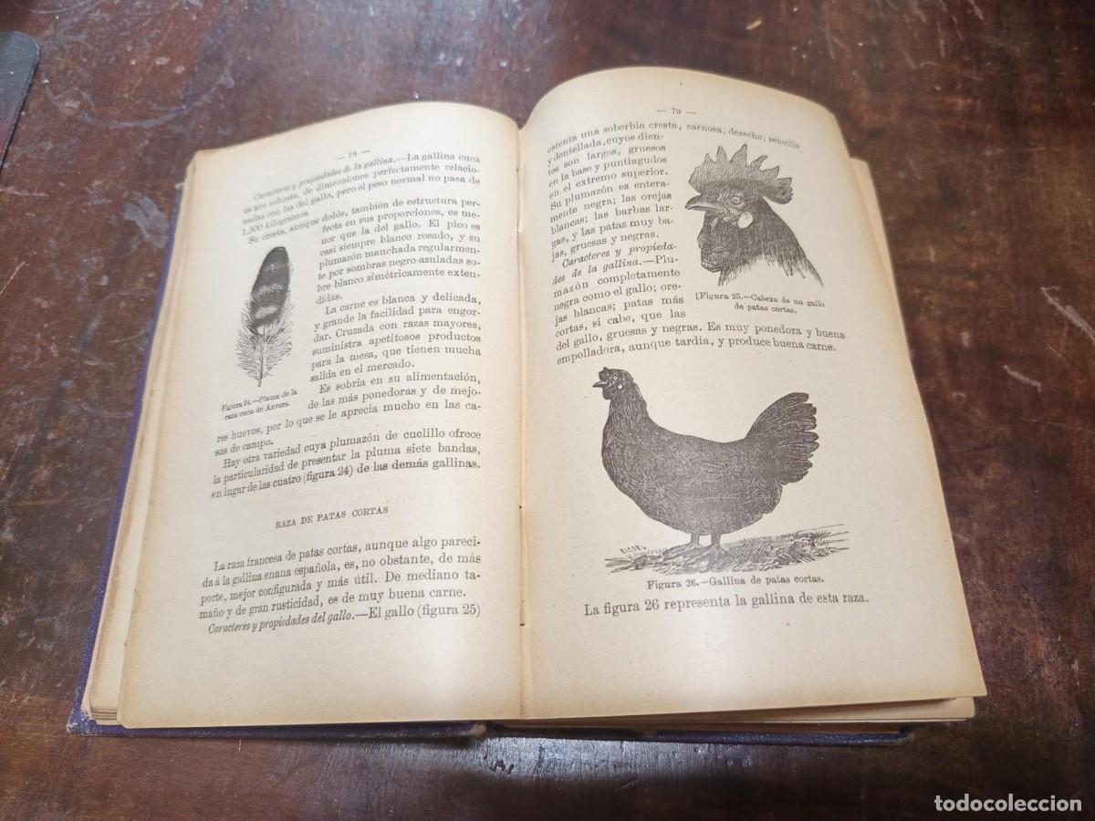 Libros antiguos: CRIA LUCRATIVA DE LAS GALLINAS - Foto 6