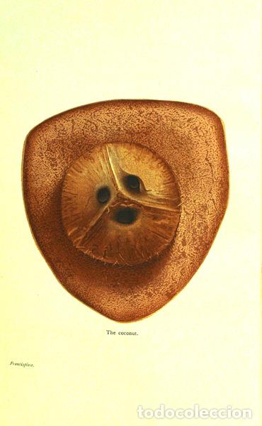 Libros antiguos: SAMPSON. (H. C.) - THE COCONUT PALM. - Foto 3