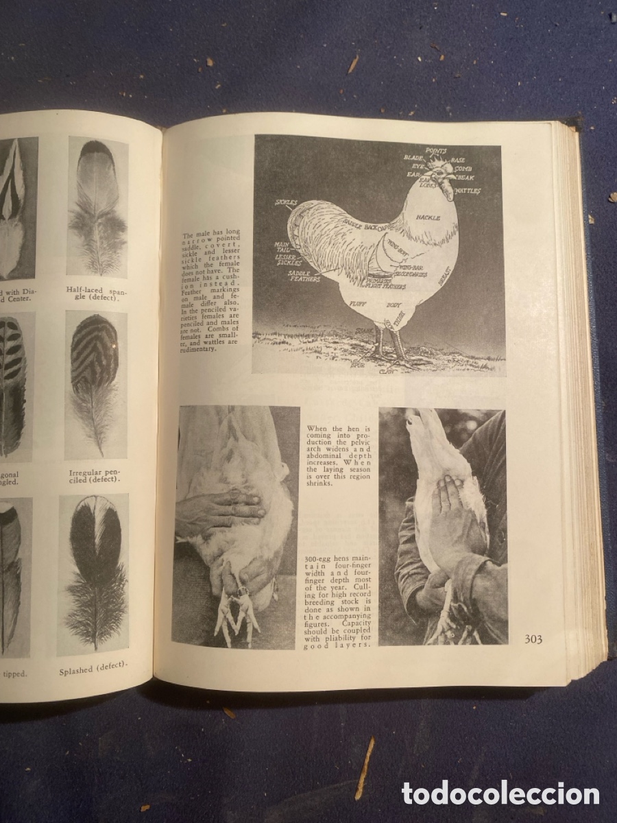 Libros antiguos: MARY ENGLE AND OTHERS: - EGGS - (1933) - Foto 3