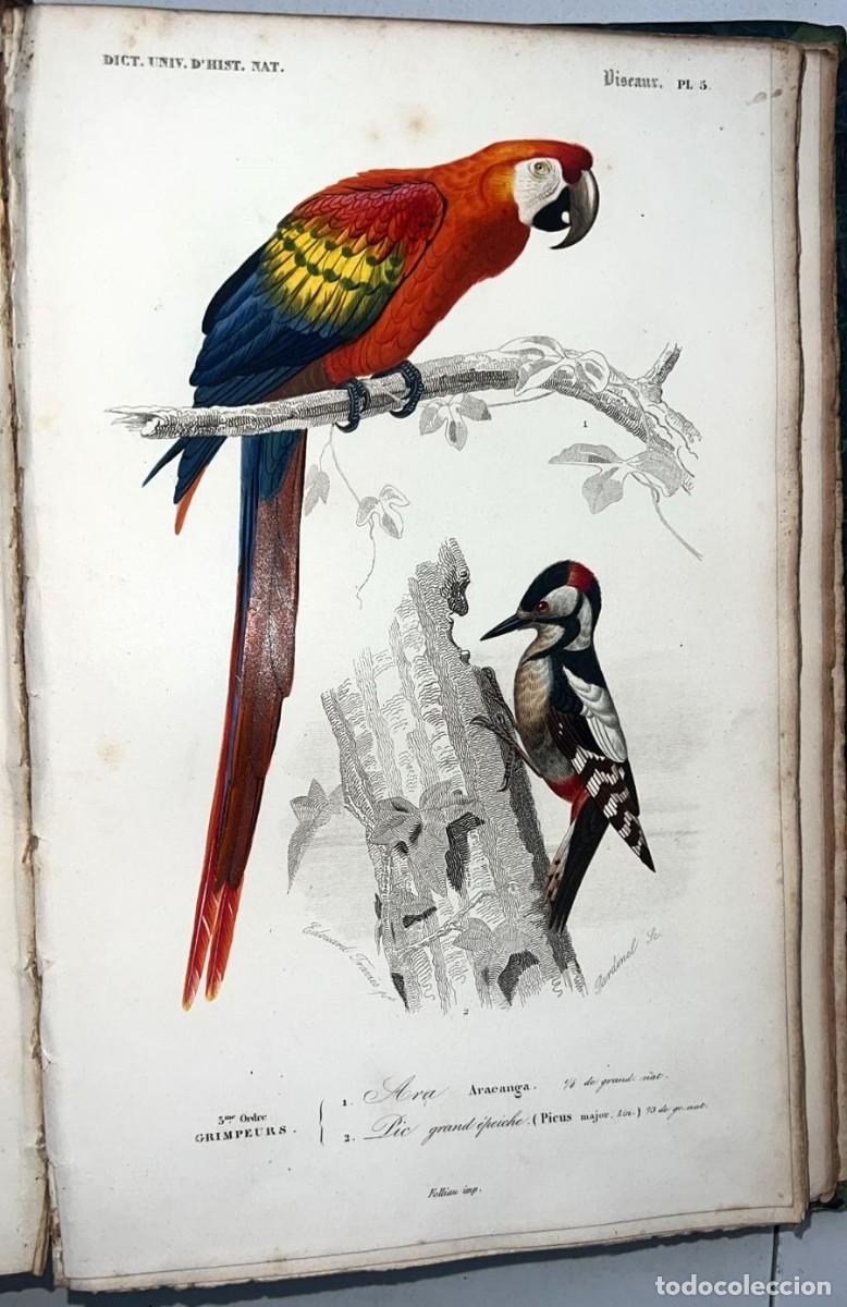 Libros antiguos: Dictionnaire Universel d'Histoire Naturelle. Atlas TI Zoolog&iacute;a 1849 Ex-libris Gustavo Muniz Barreto