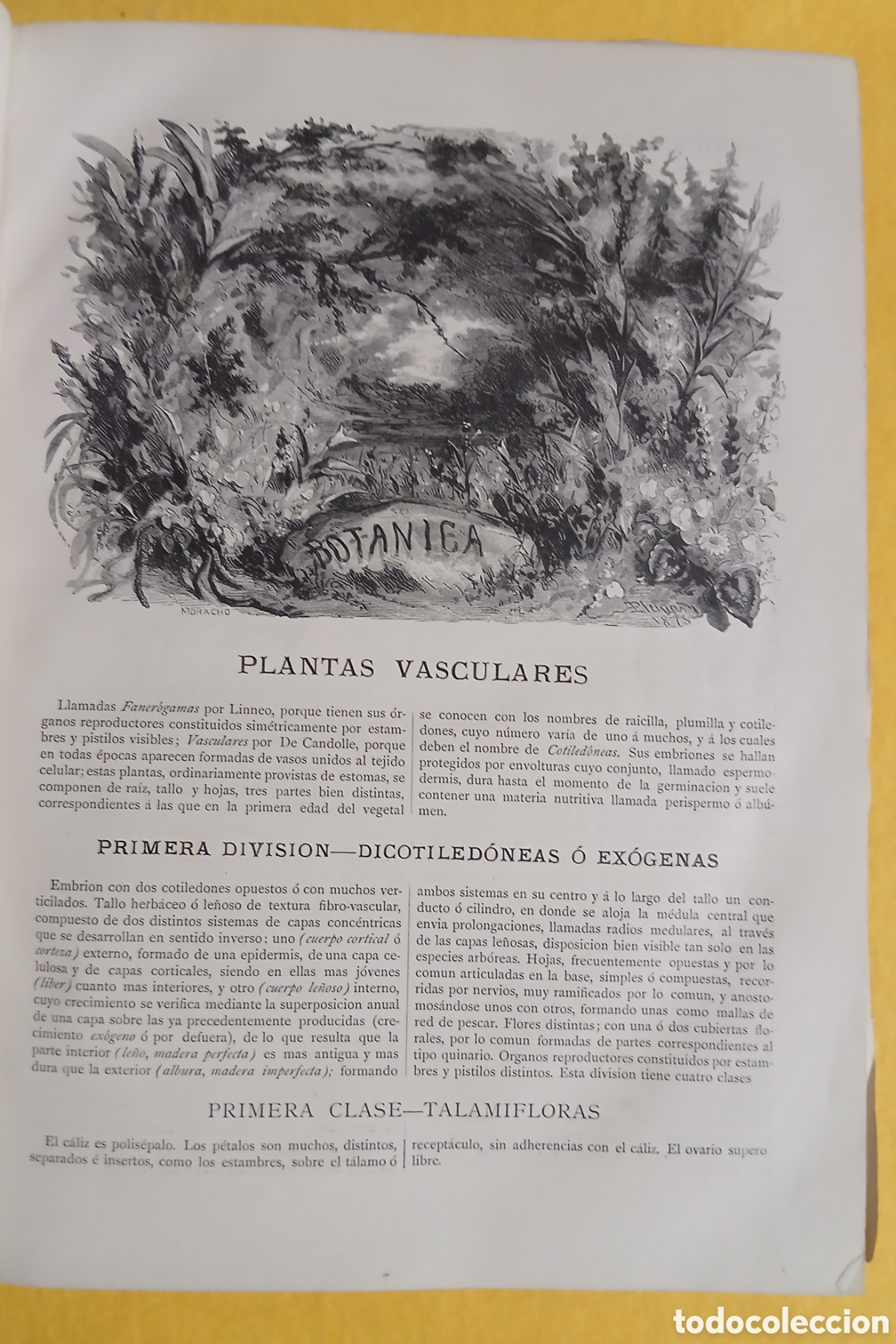Libros antiguos: Historia Natural, bot&aacute;nica - Foto 5