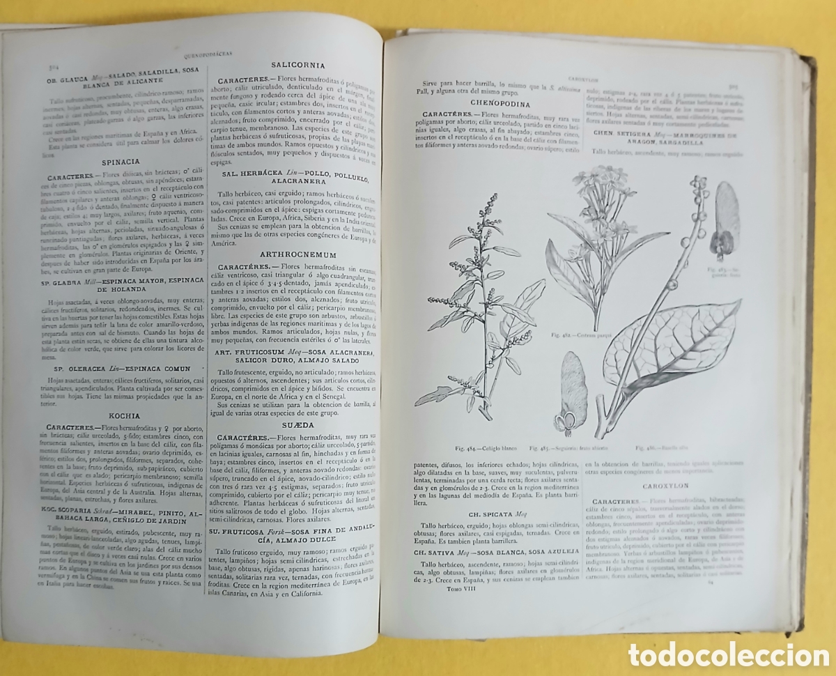 Libros antiguos: Historia Natural, bot&aacute;nica - Foto 8