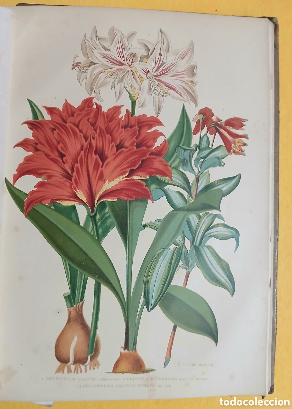 Libros antiguos: Historia Natural, bot&aacute;nica - Foto 9