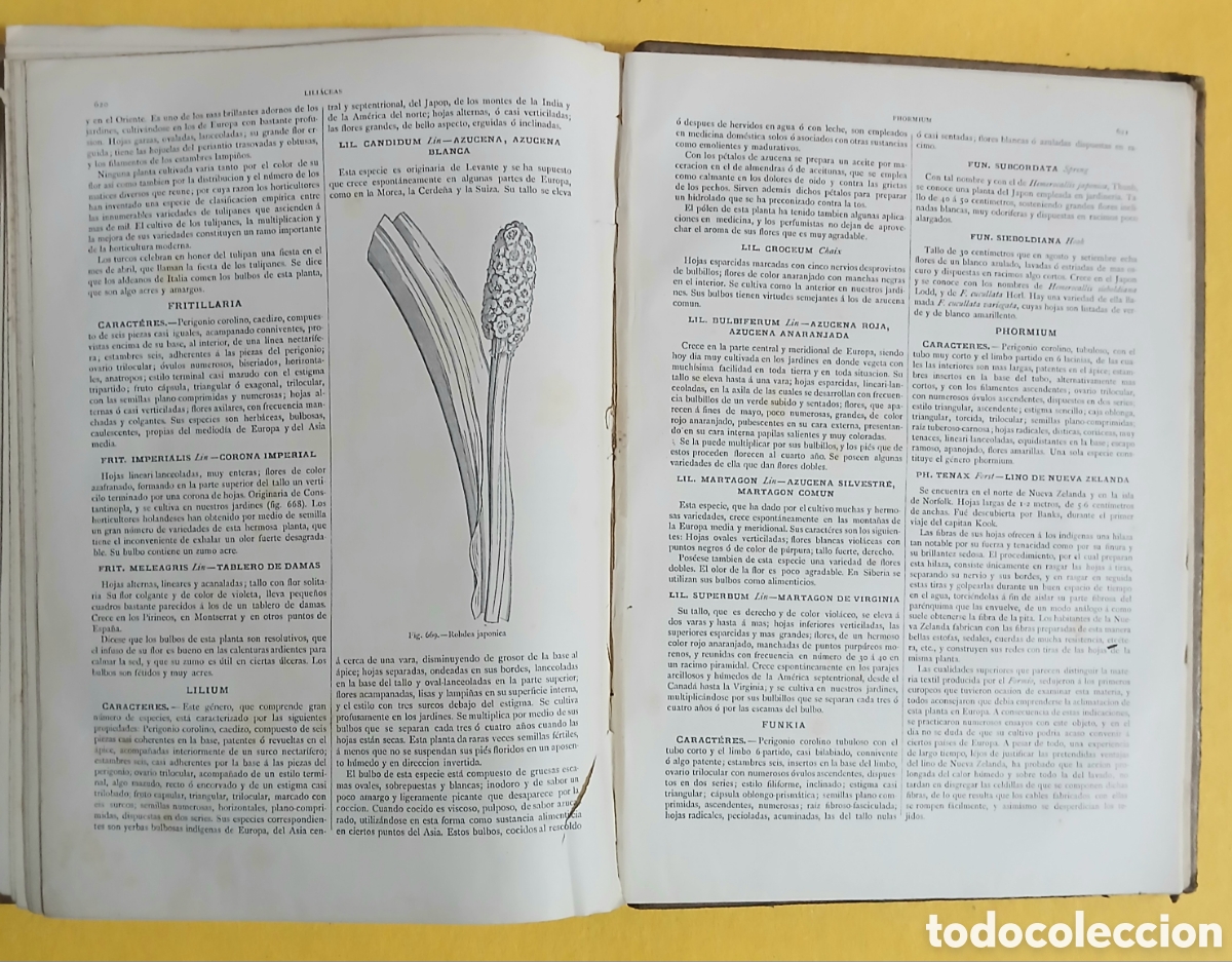 Libros antiguos: Historia Natural, bot&aacute;nica - Foto 10