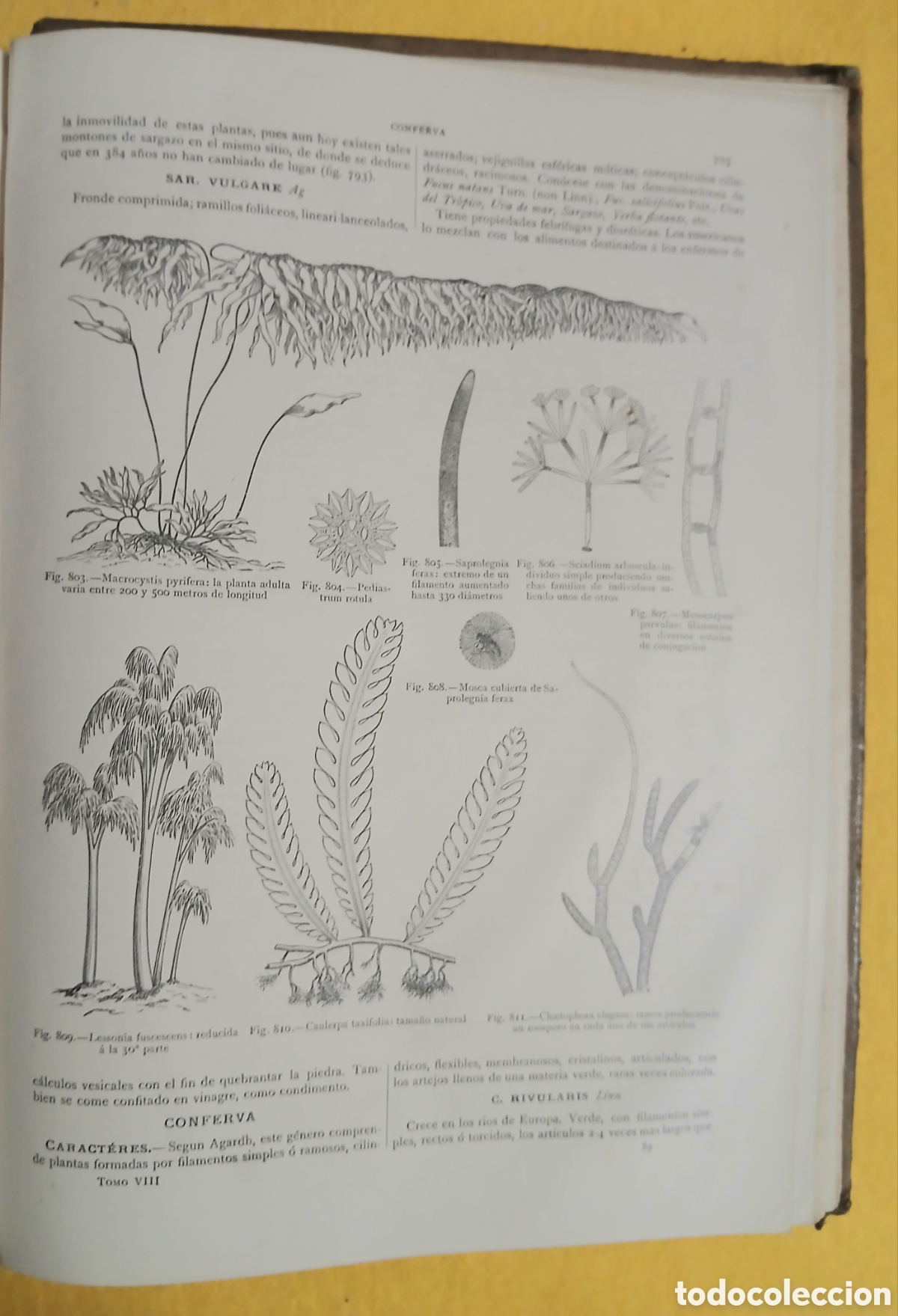 Libros antiguos: Historia Natural, bot&aacute;nica - Foto 11