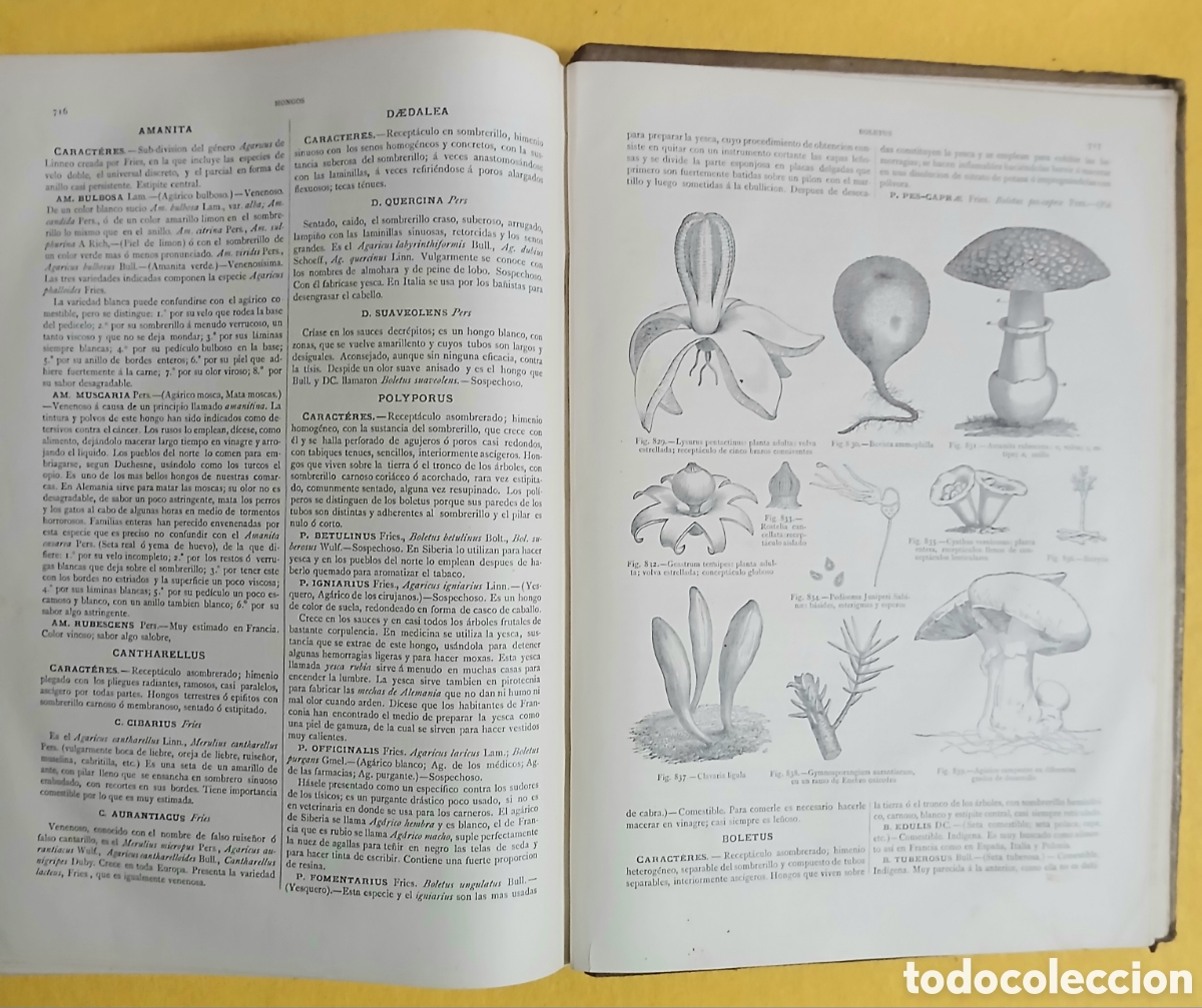 Libros antiguos: Historia Natural, bot&aacute;nica - Foto 12