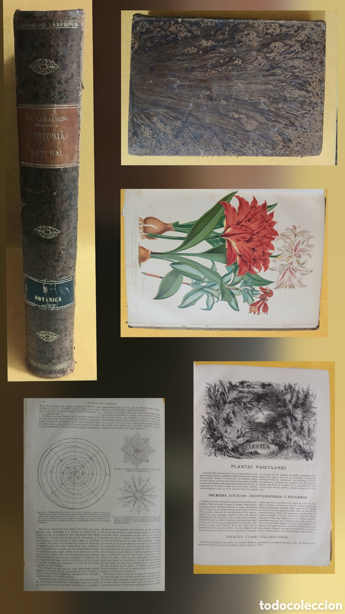 Libros antiguos: Historia Natural, bot&aacute;nica - Foto 1