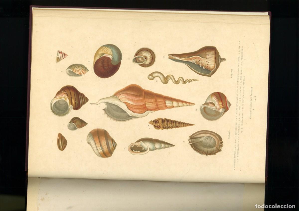 Libros antiguos: HISTORIA NATURAL. LIBRO DE LAMINAS - Foto 4