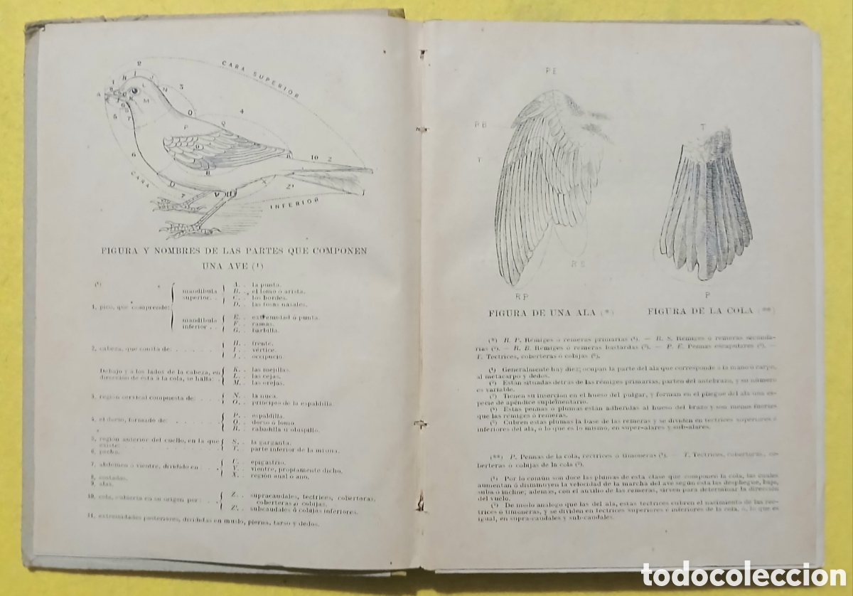 Libros antiguos: Tratado de las aves insectivoras - Foto 8
