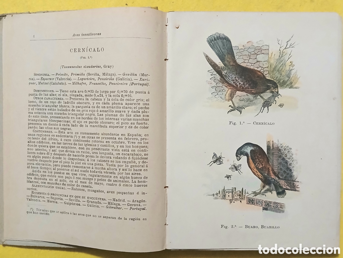 Libros antiguos: Tratado de las aves insectivoras - Foto 9
