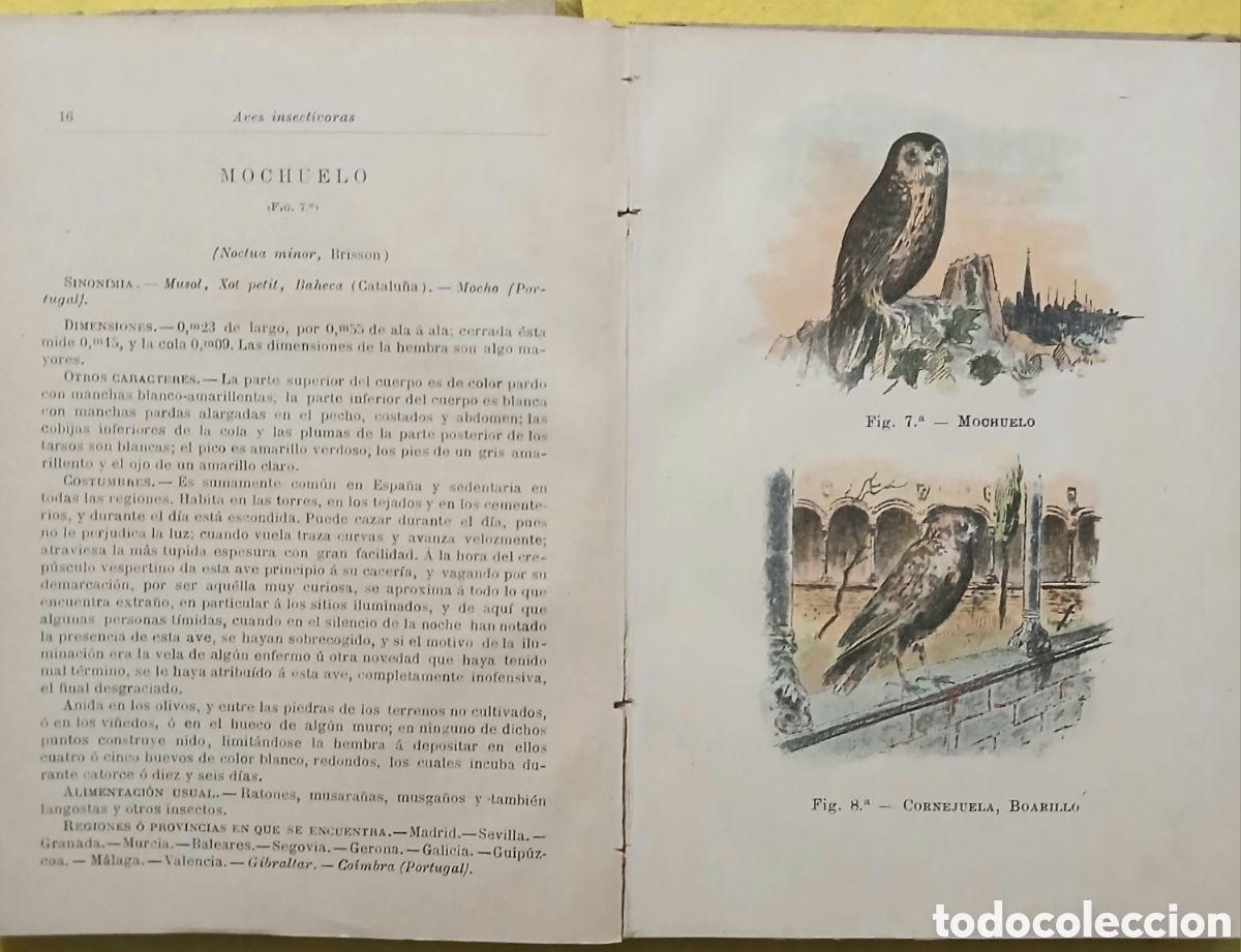 Libros antiguos: Tratado de las aves insectivoras - Foto 10