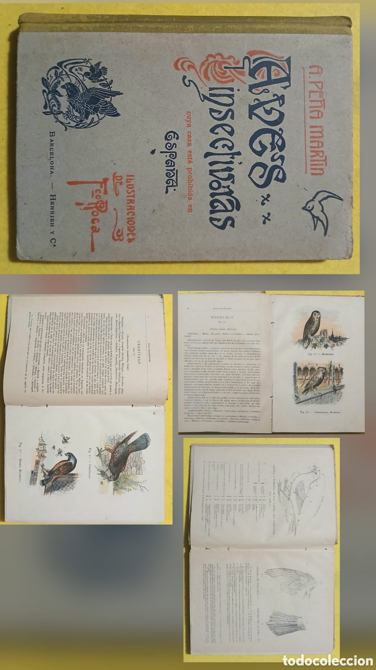 Libros antiguos: Tratado de las aves insectivoras