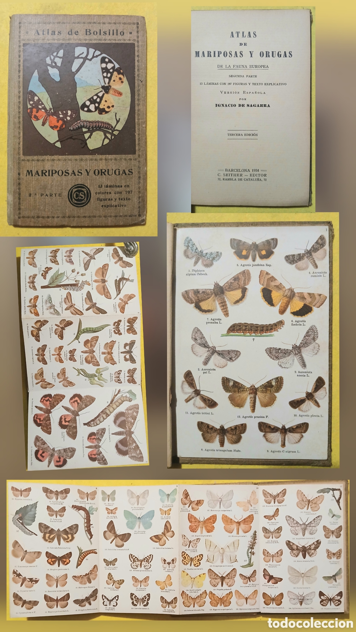 Libros antiguos: mariposas y orugas atlas de bolsillo