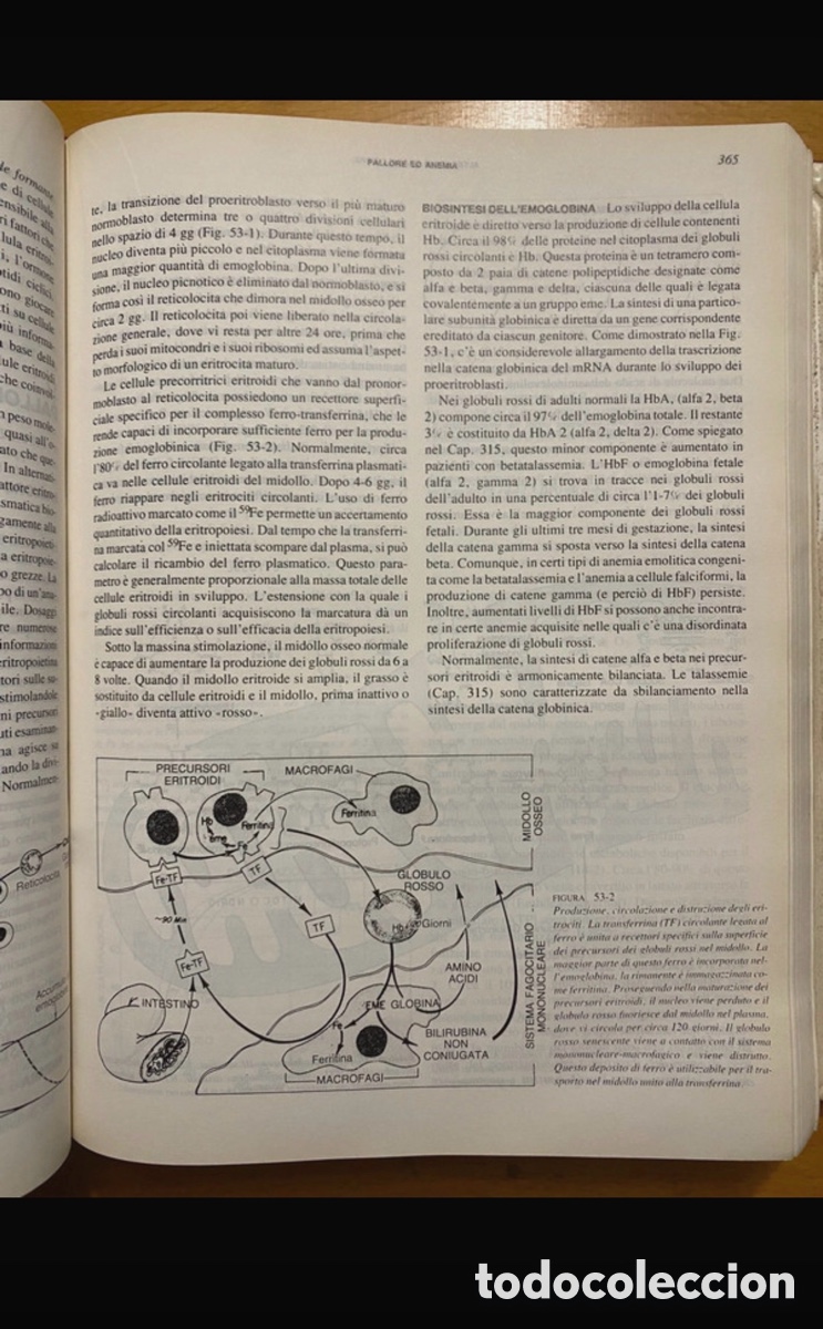 Libros antiguos: harrison principi di medicina interna - Foto 12