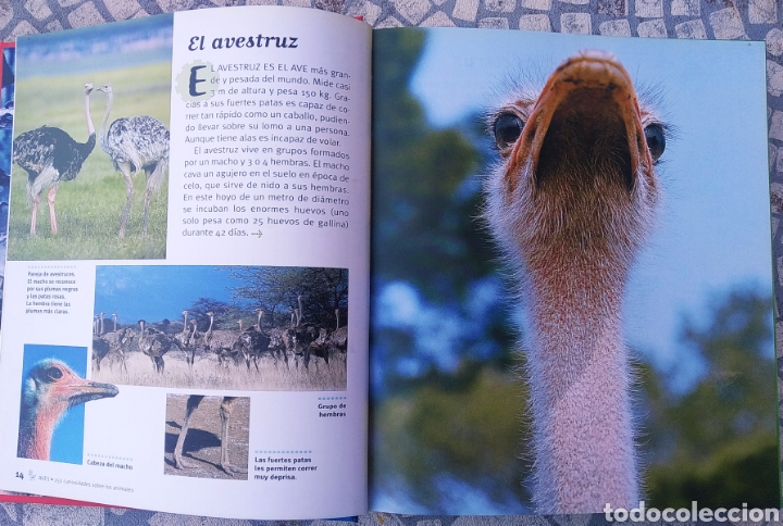 Libros: Libro, 250 curiosidades sobre los animales - Foto 3