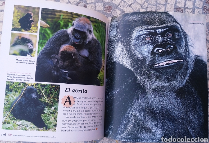Libros: Libro, 250 curiosidades sobre los animales - Foto 4